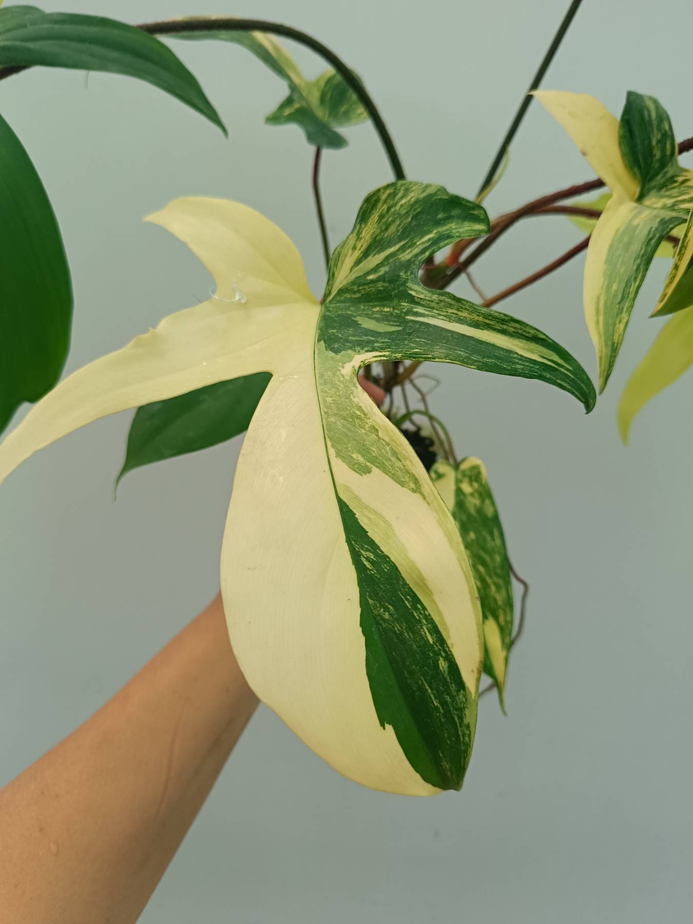 Philodendron Florida Beauty Variegata