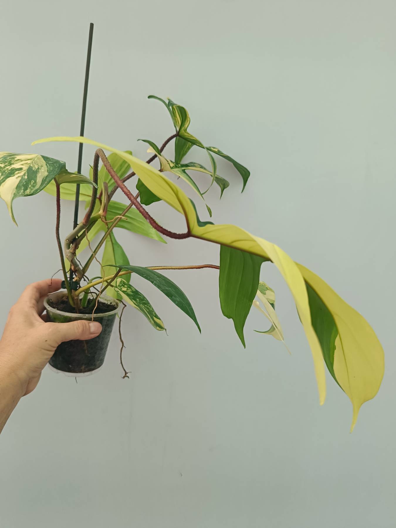 Philodendron Florida Beauty Variegata