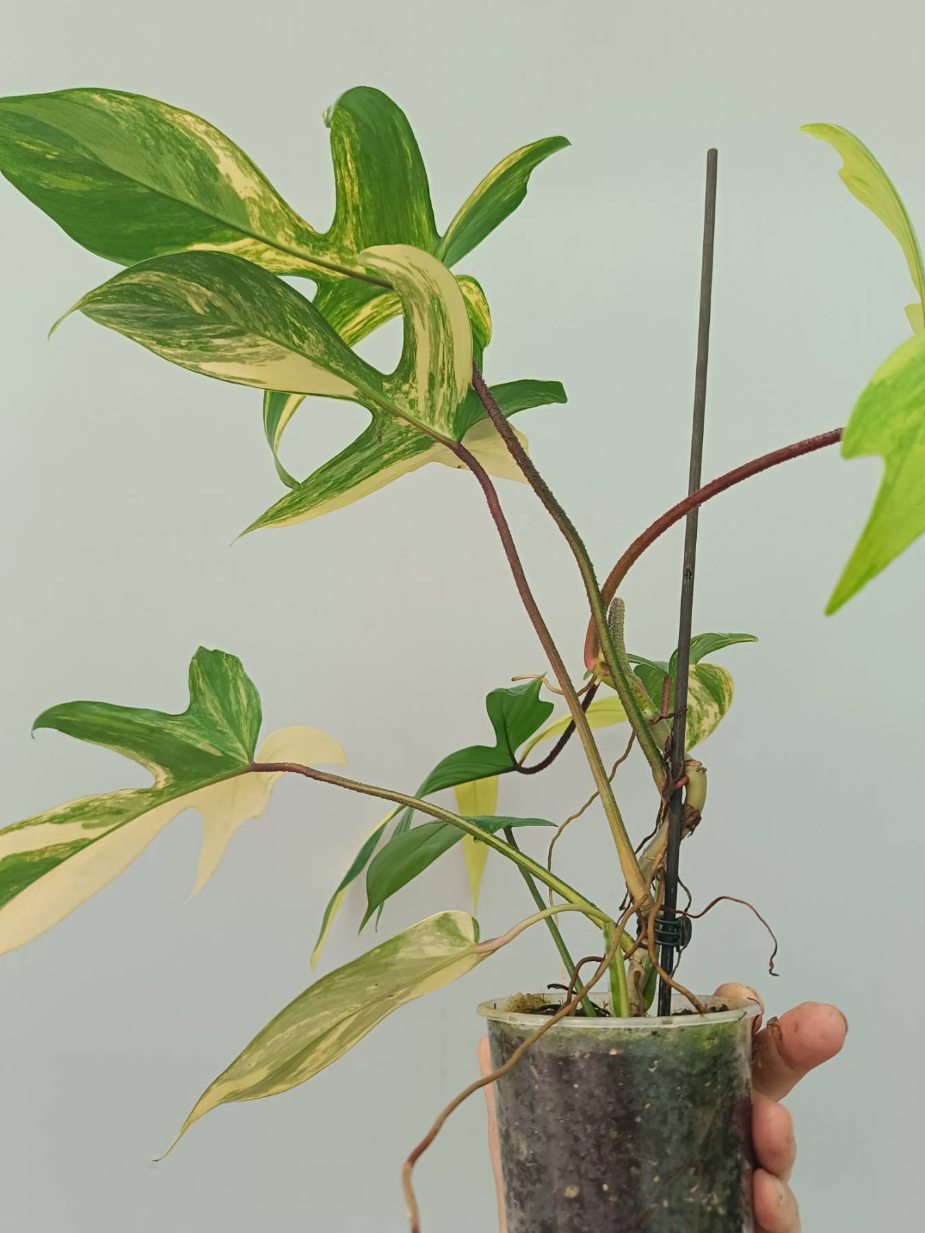 Philodendron Florida Beauty Variegata