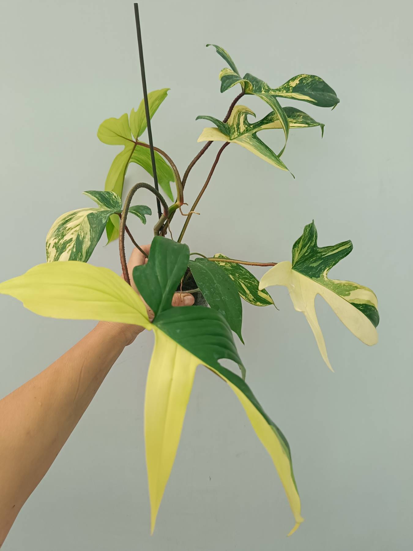 Philodendron Florida Beauty Variegata