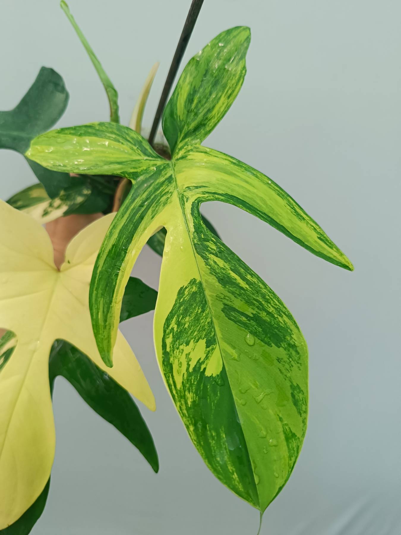 Philodendron Florida Beauty Variegata