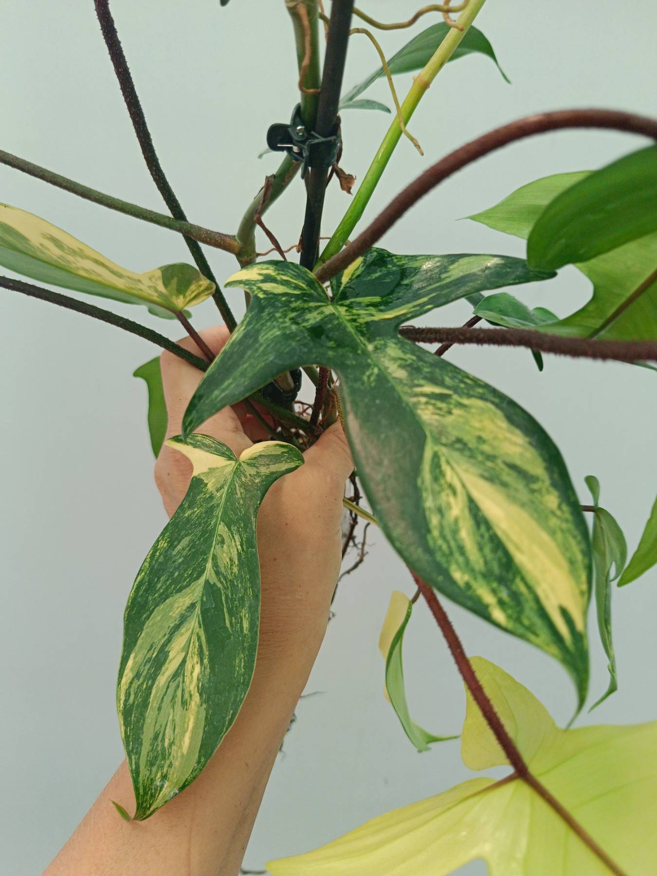 Philodendron Florida Beauty Variegata