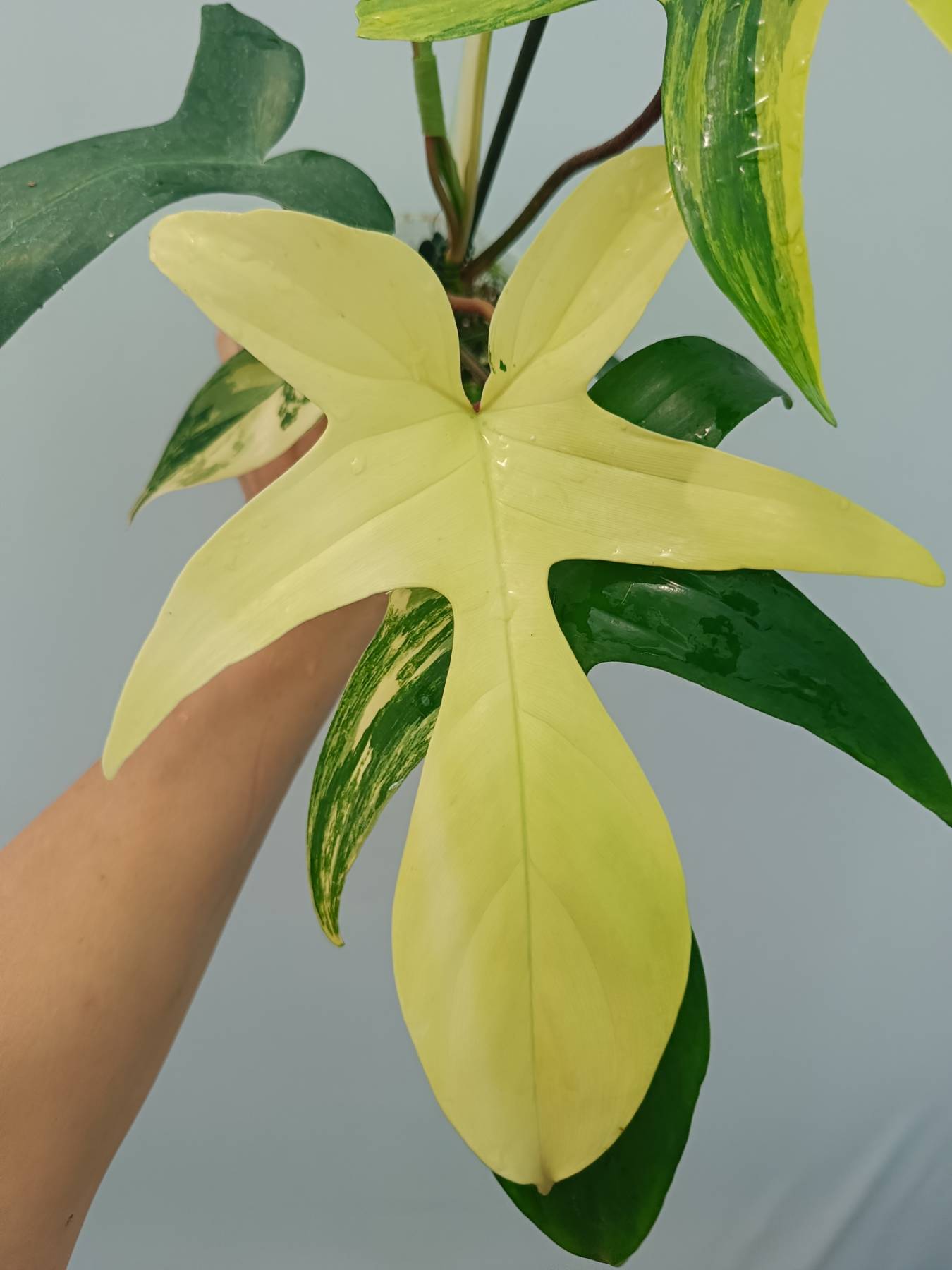 Philodendron Florida Beauty Variegata