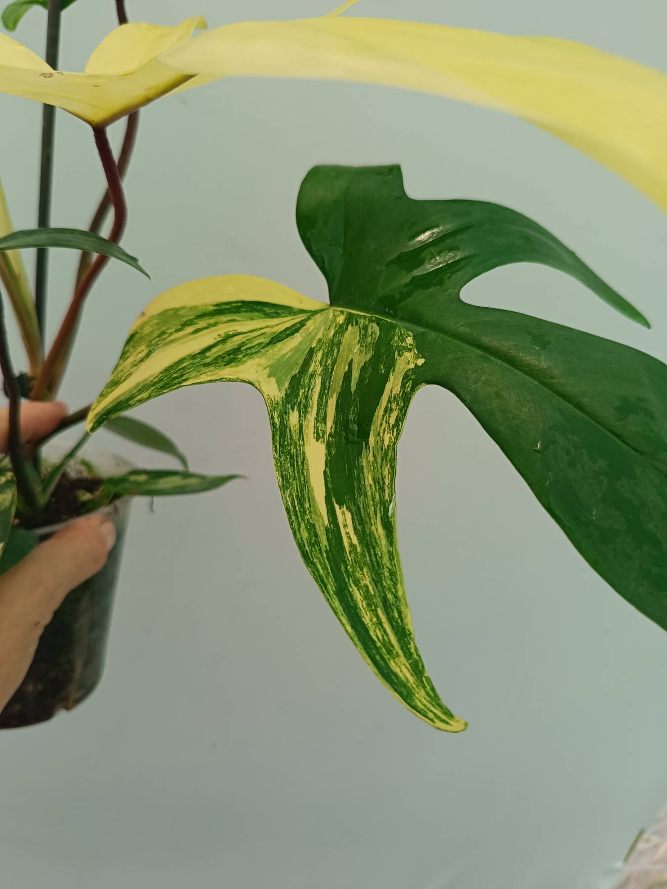 Philodendron Florida Beauty Variegata