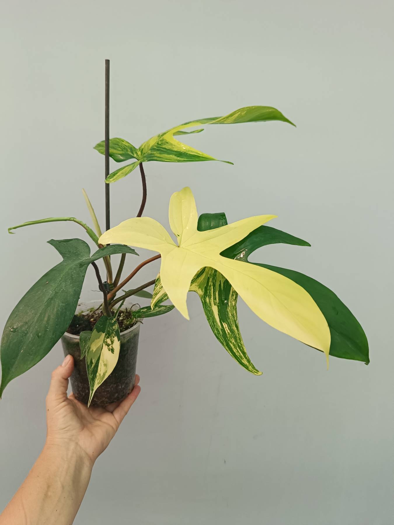 Philodendron Florida Beauty Variegata