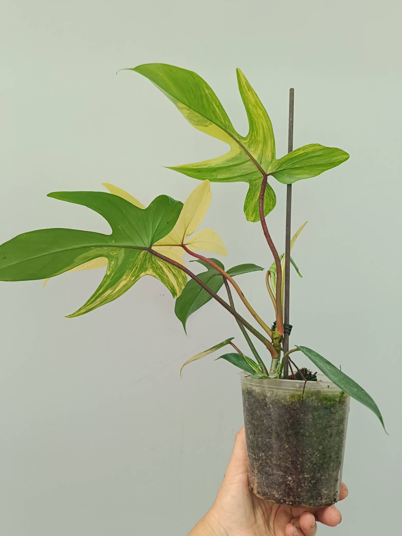 Philodendron Florida Beauty Variegata