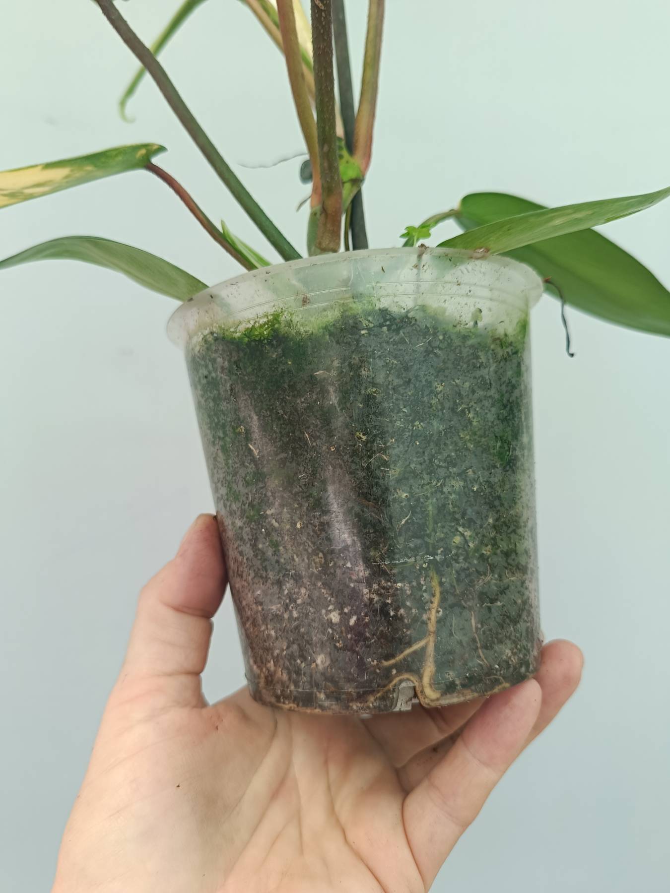 Philodendron Florida Beauty Variegata