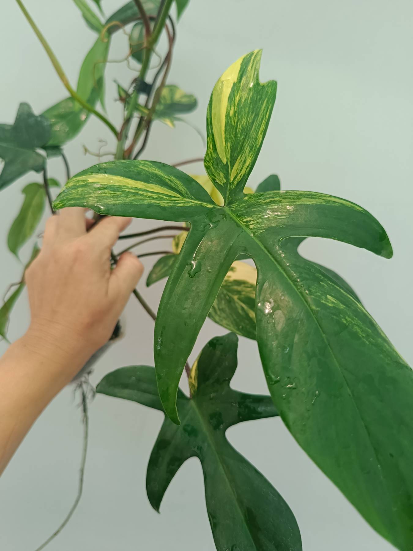 Philodendron Florida Beauty Variegata