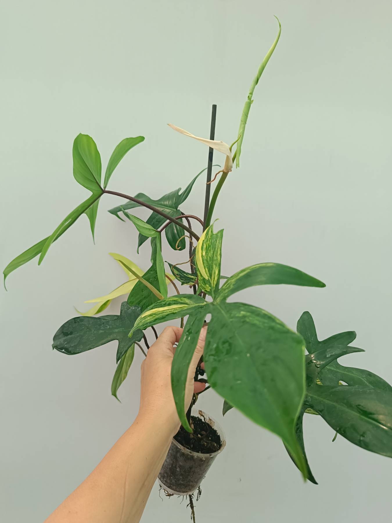 Philodendron Florida Beauty Variegata