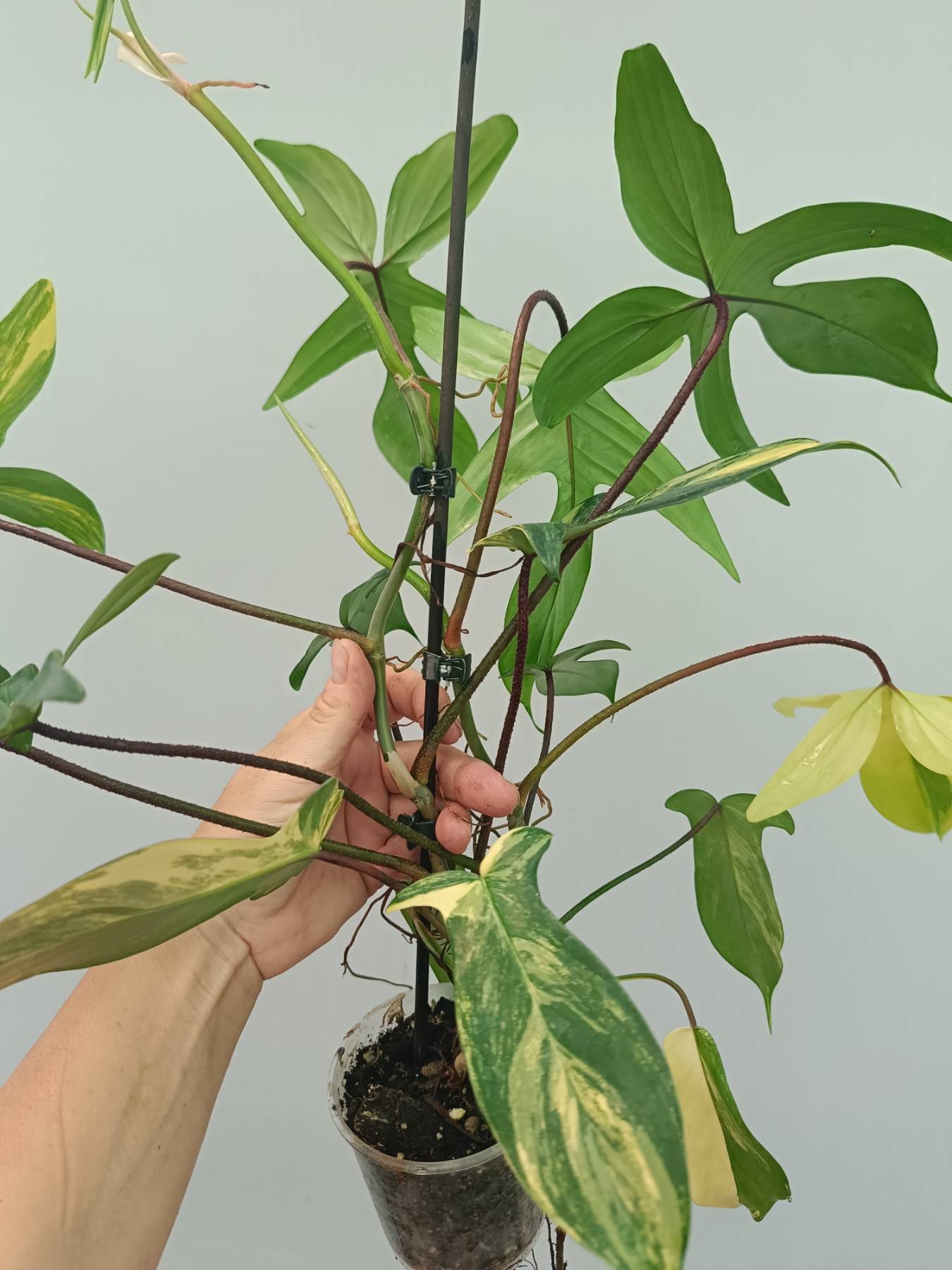 Philodendron Florida Beauty Variegata