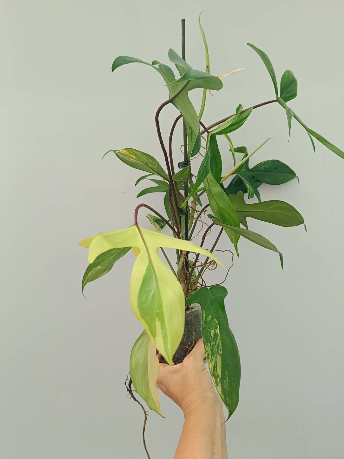 Philodendron Florida Beauty Variegata