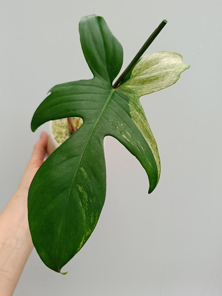 Philodendron florida beauty mint