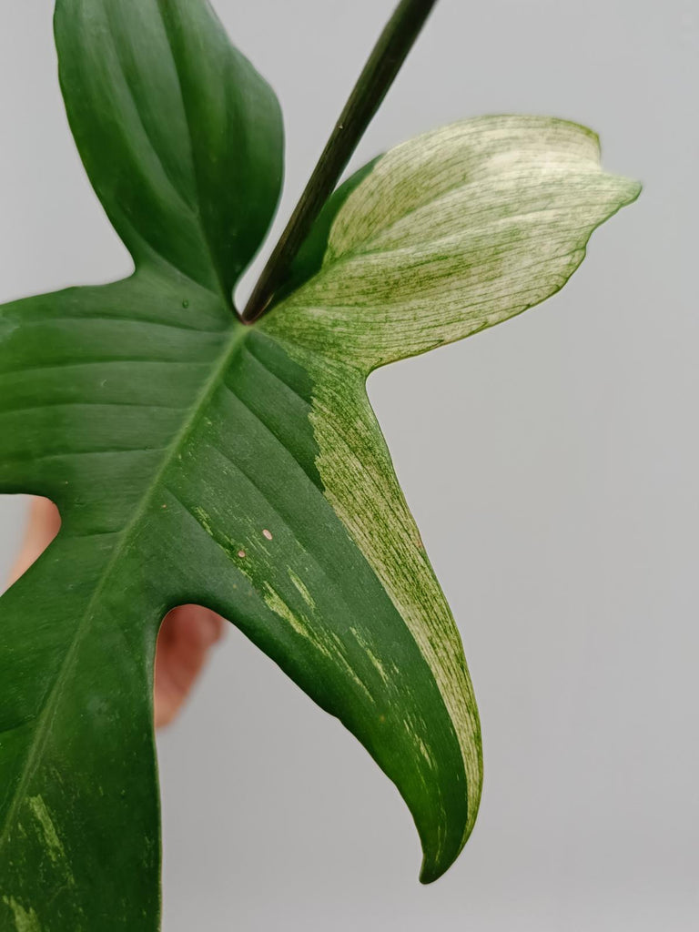 Philodendron florida beauty mint