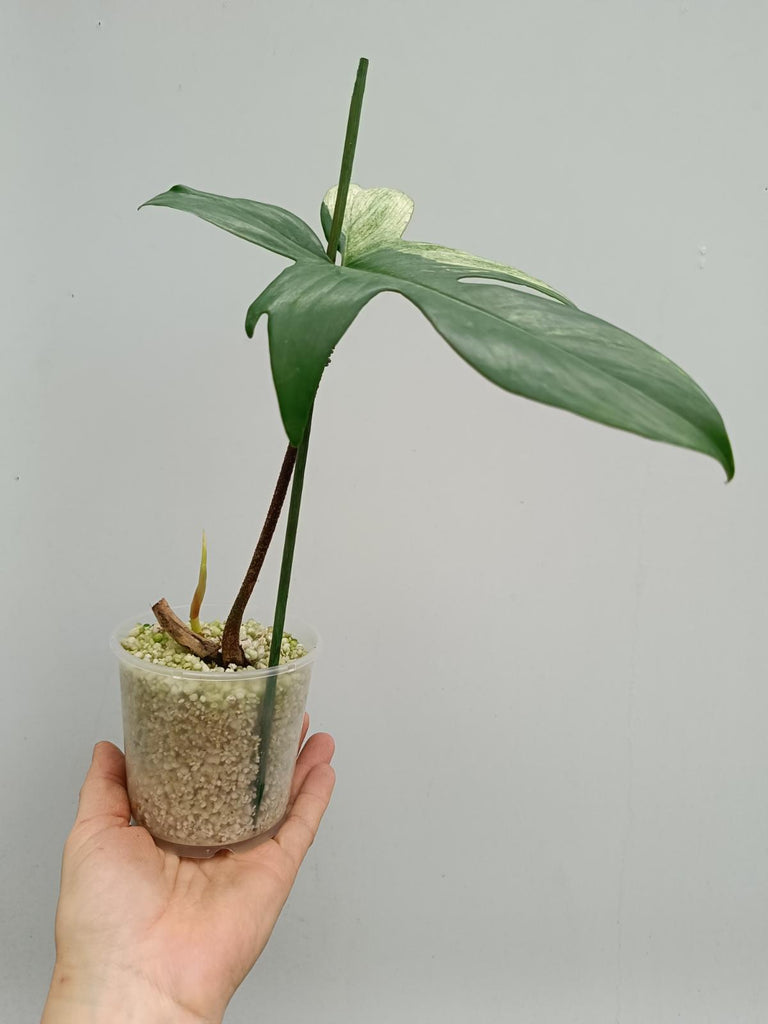 Philodendron florida beauty mint