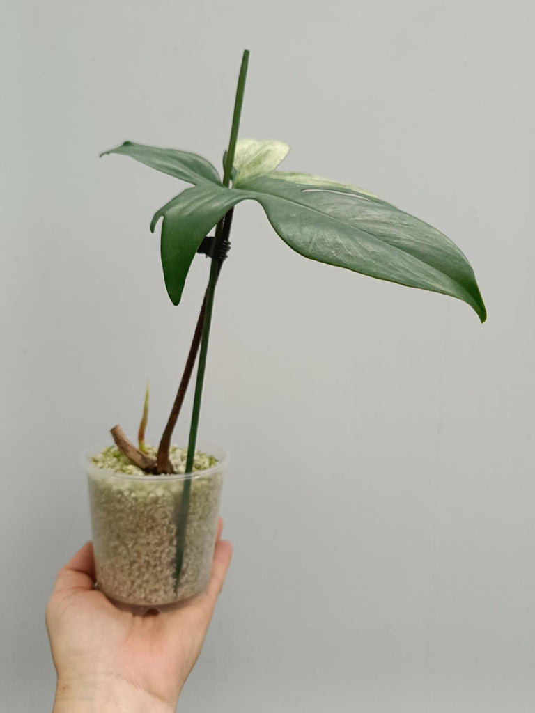 Philodendron florida beauty mint