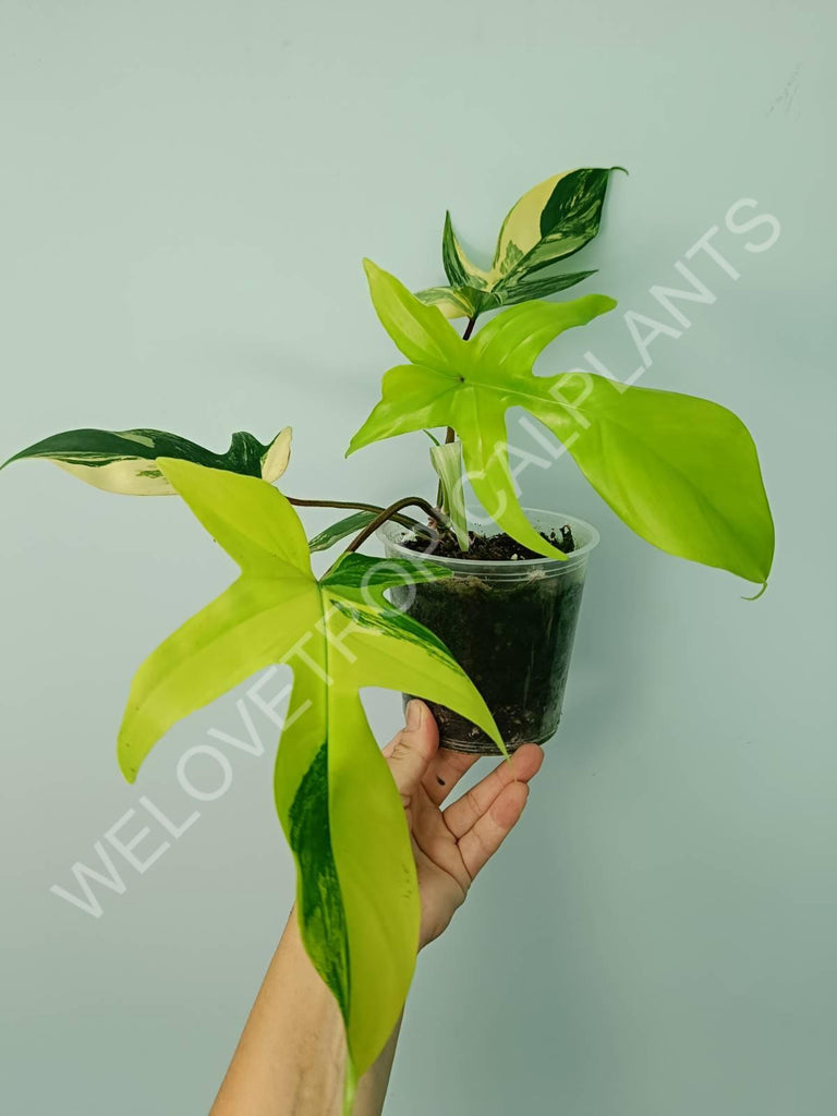 Philodendron florida beauty variegata