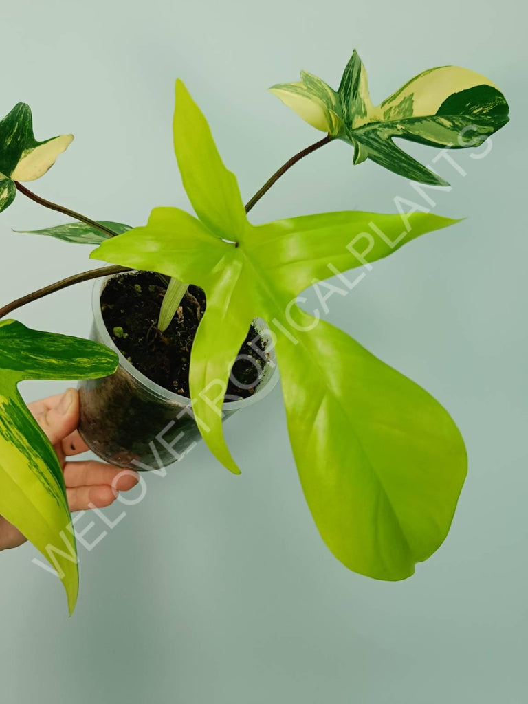 Philodendron florida beauty variegata