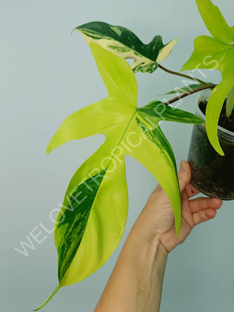 Philodendron florida beauty variegata