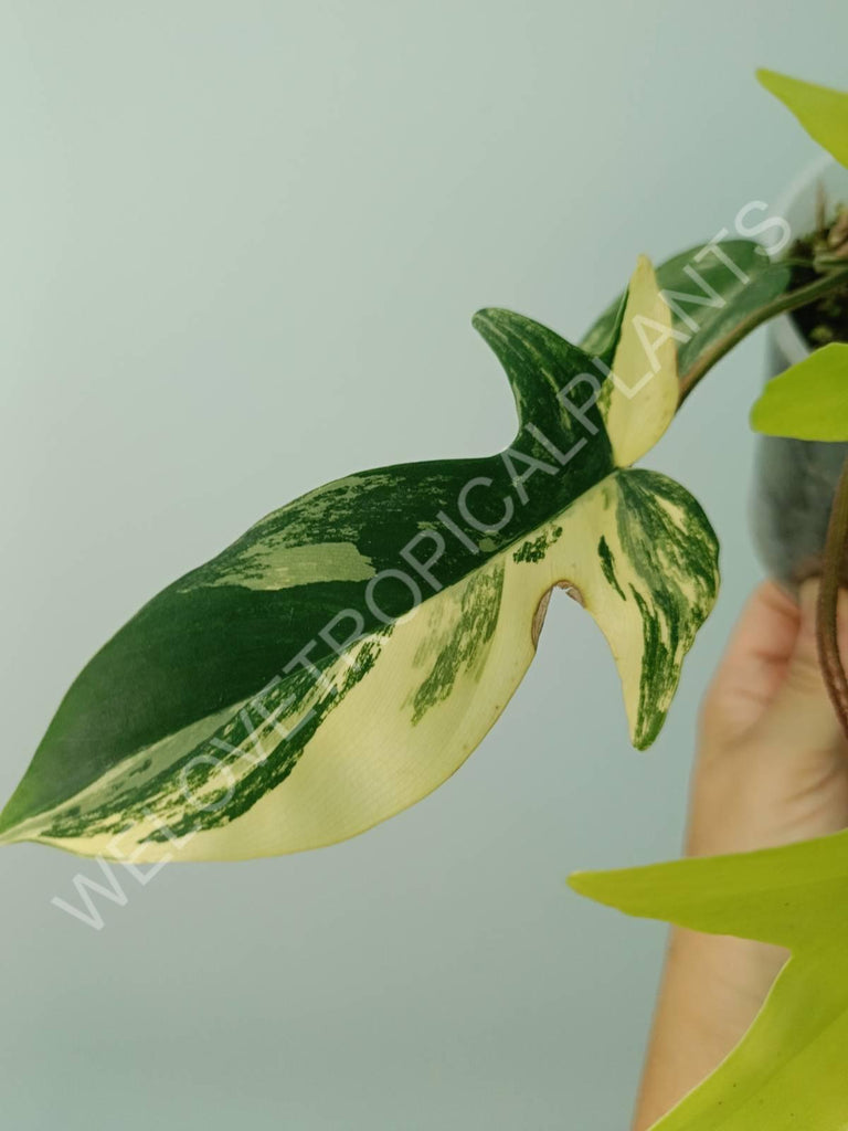 Philodendron florida beauty variegata