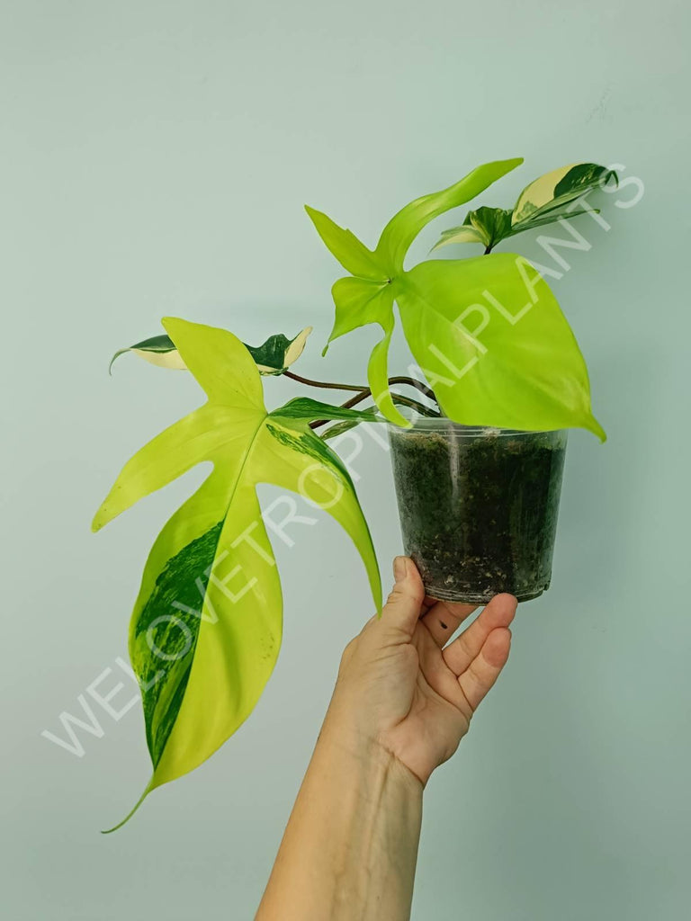 Philodendron florida beauty variegata