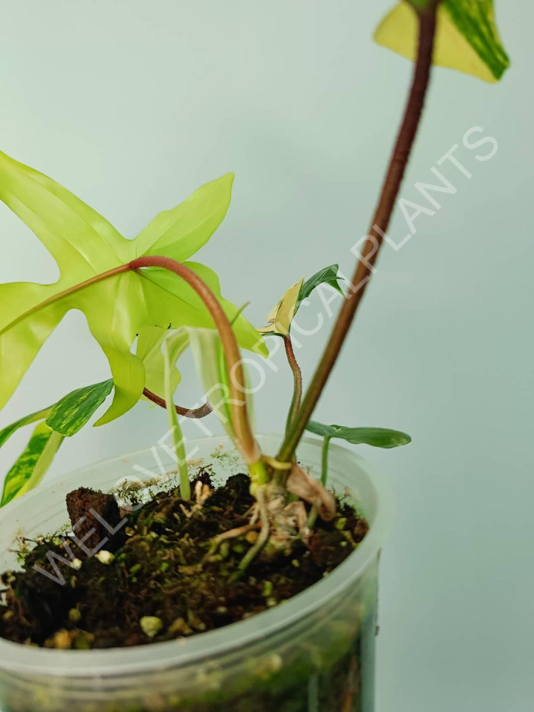 Philodendron florida beauty variegata