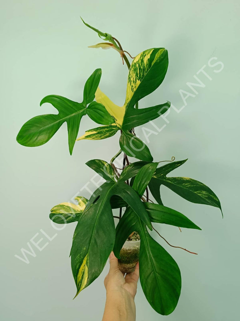 Philodendron florida beauty variegata