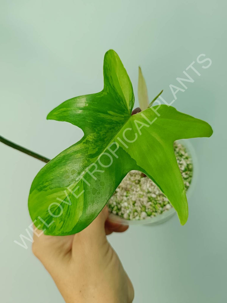 Philodendron florida beauty variegata