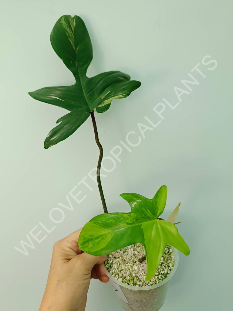 Philodendron florida beauty variegata