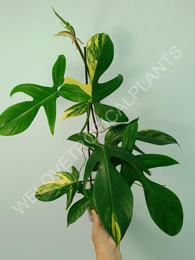 Philodendron florida beauty variegata