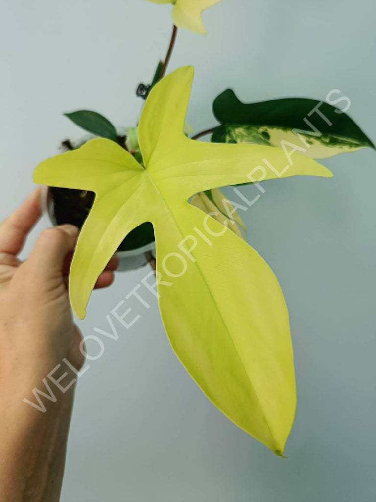 Philodendron florida beauty variegata