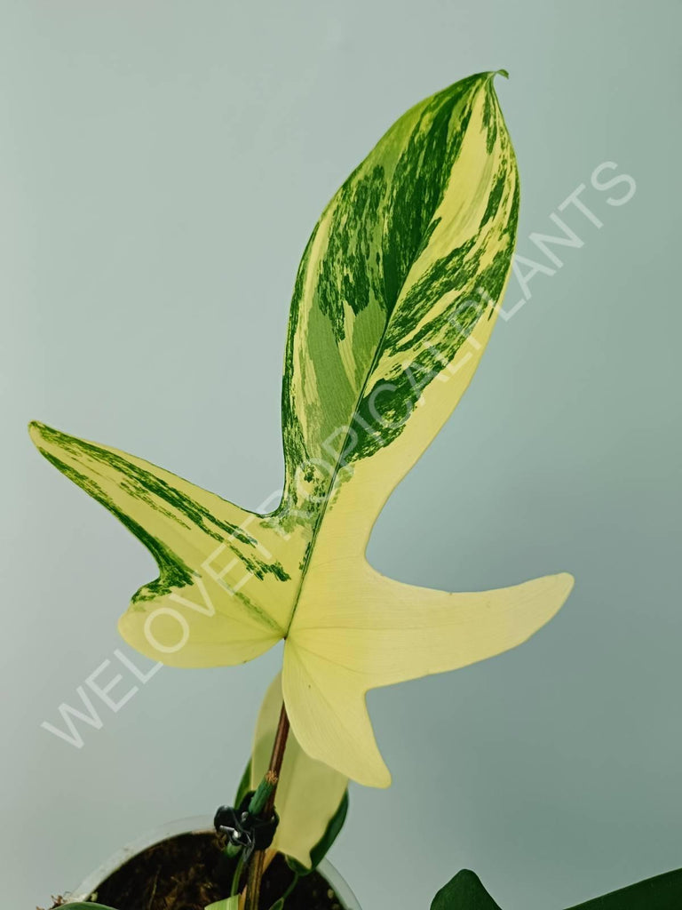 Philodendron florida beauty variegata