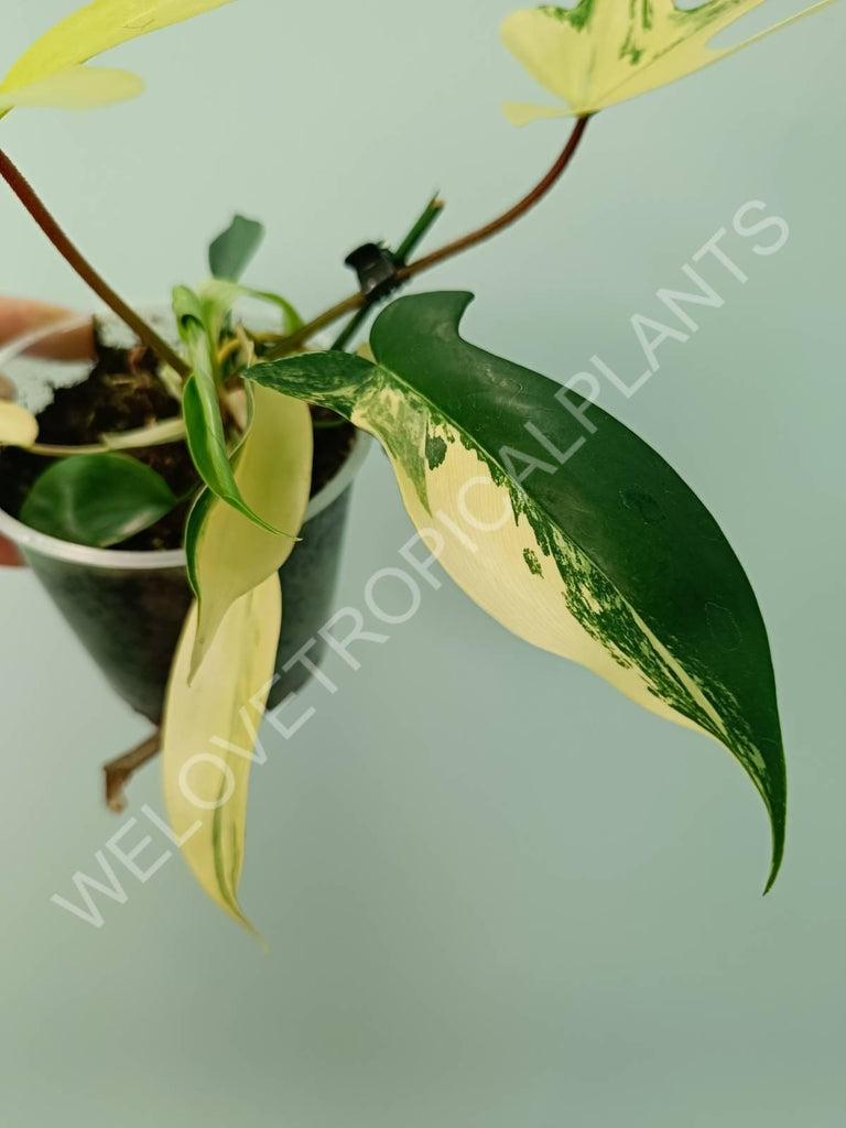 Philodendron florida beauty variegata