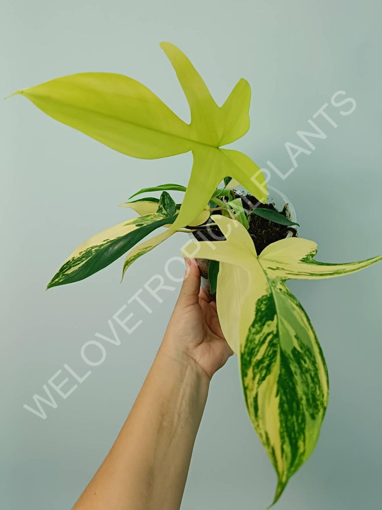 Philodendron florida beauty variegata