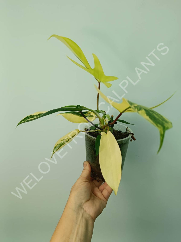 Philodendron florida beauty variegata