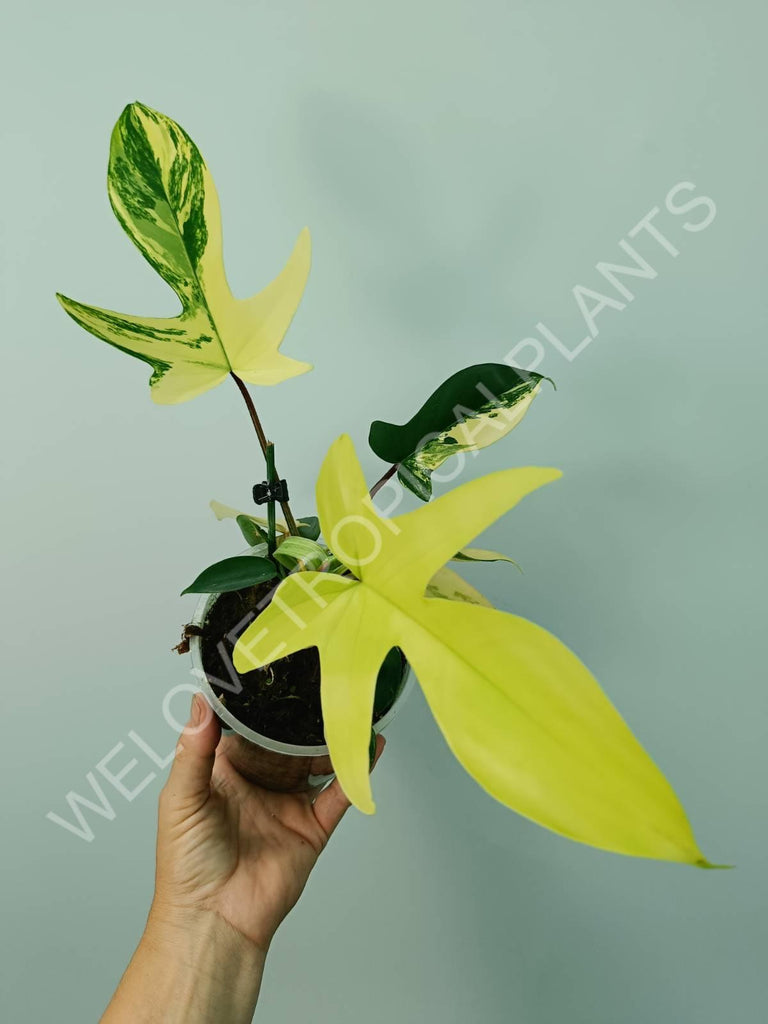 Philodendron florida beauty variegata