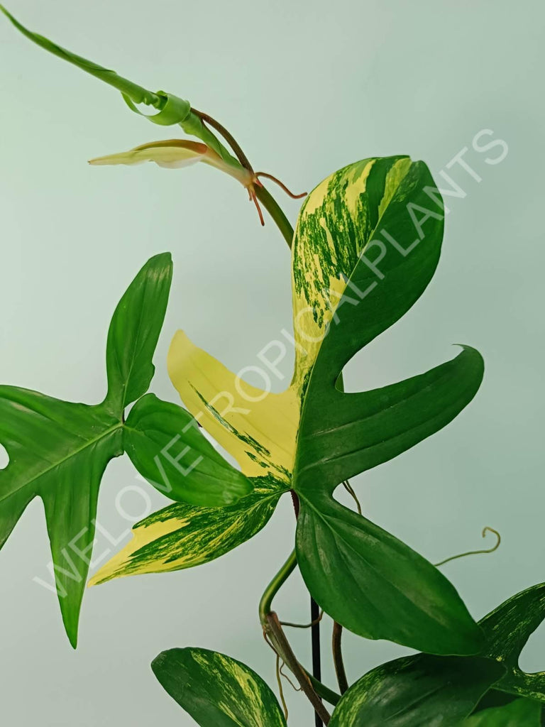 Philodendron florida beauty variegata