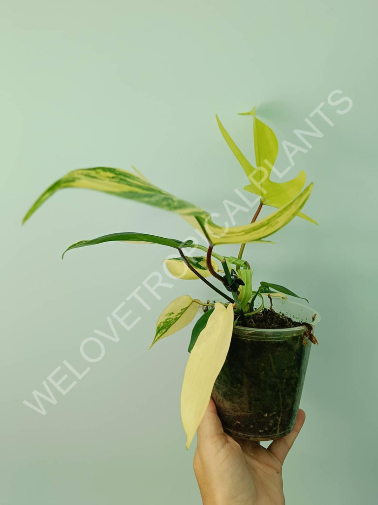 Philodendron florida beauty variegata