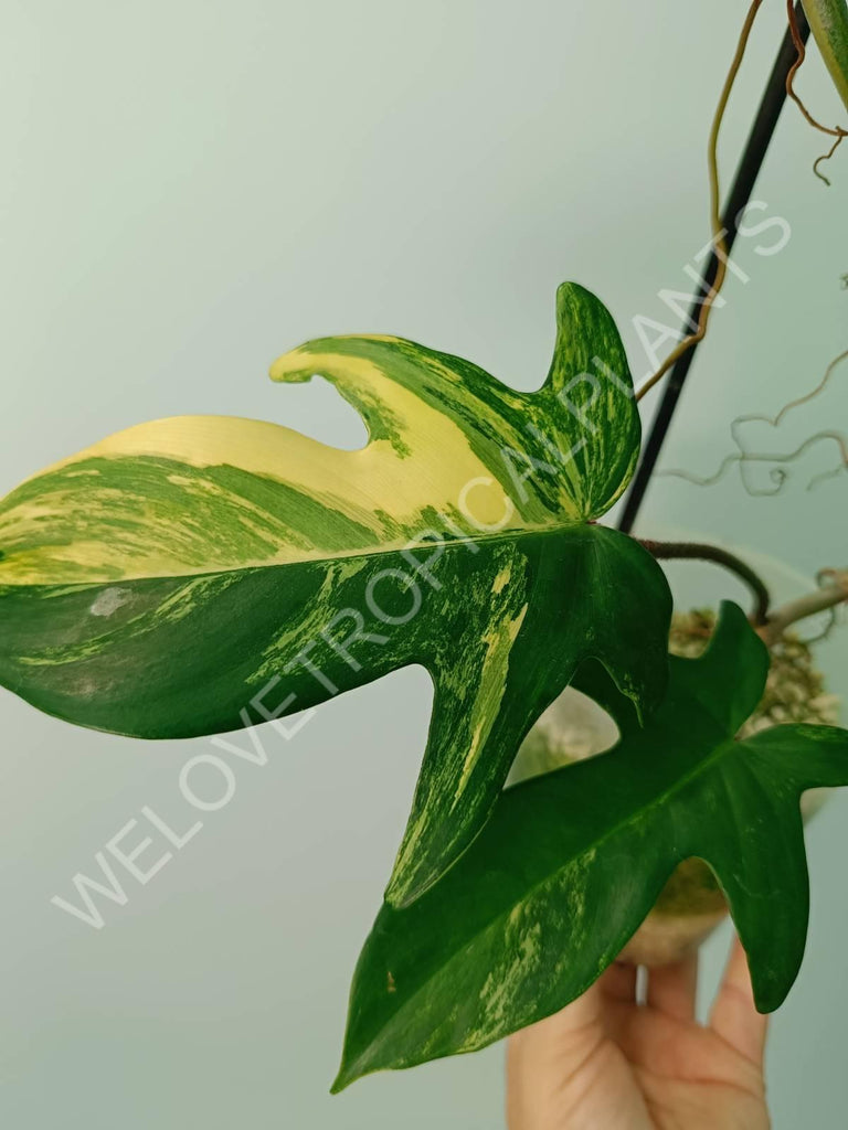 Philodendron florida beauty variegata