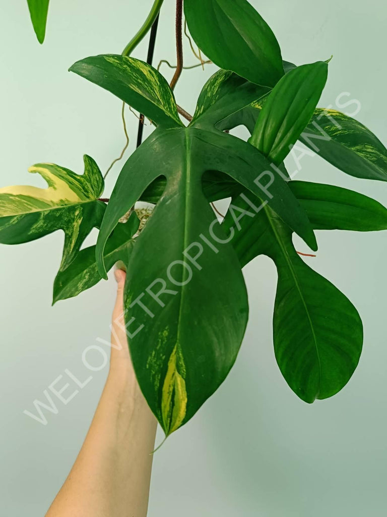 Philodendron florida beauty variegata