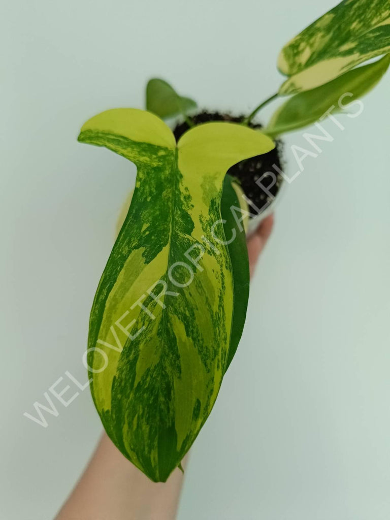 Philodendron florida beauty variegata