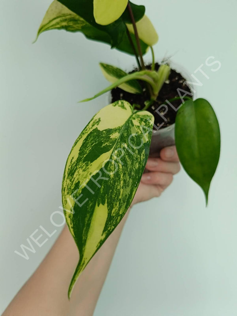 Philodendron florida beauty variegata