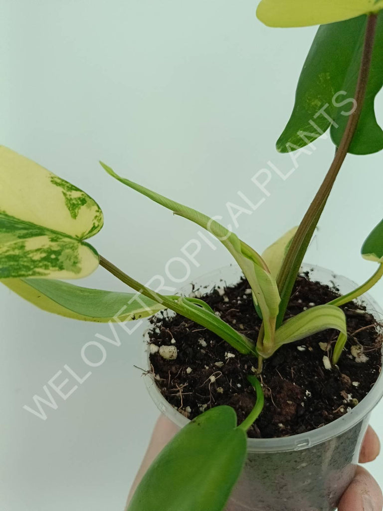 Philodendron florida beauty variegata