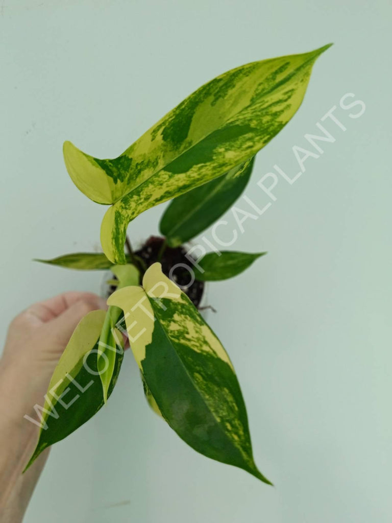 Philodendron florida beauty variegata