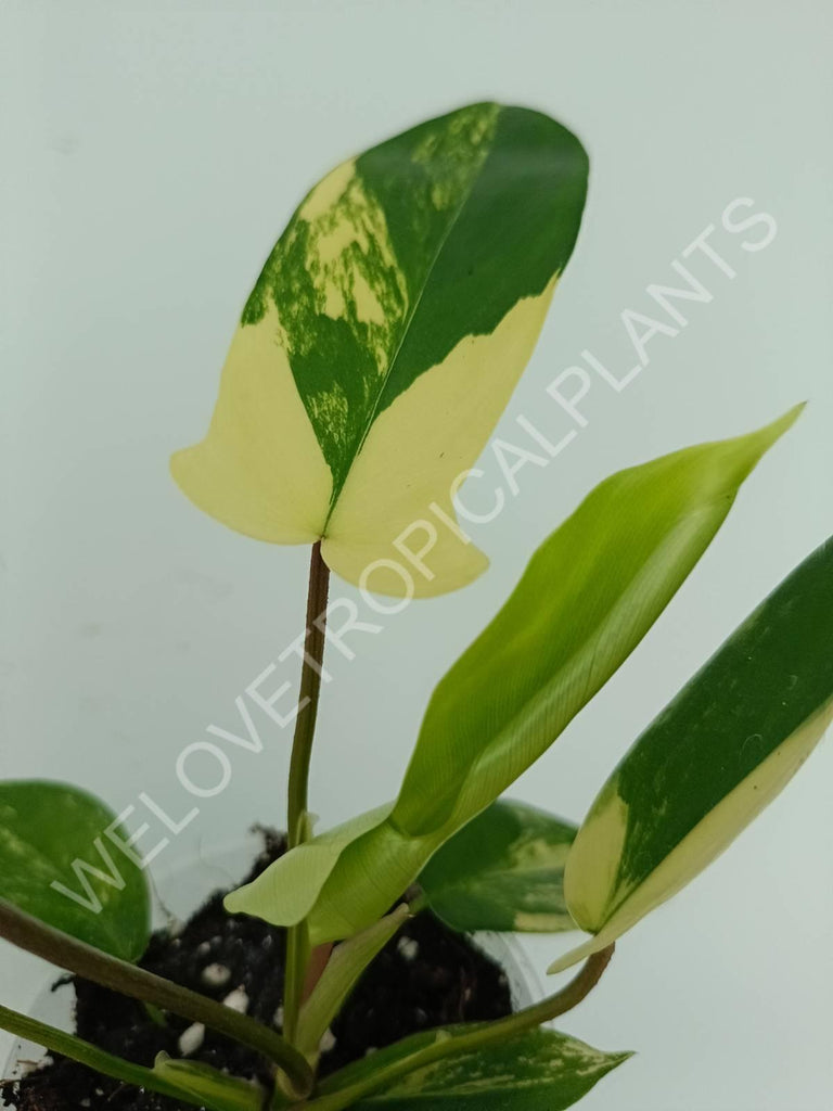 Philodendron florida beauty variegata