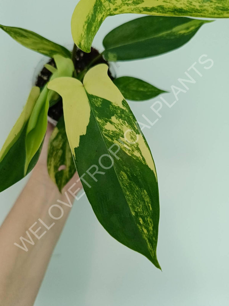 Philodendron florida beauty variegata