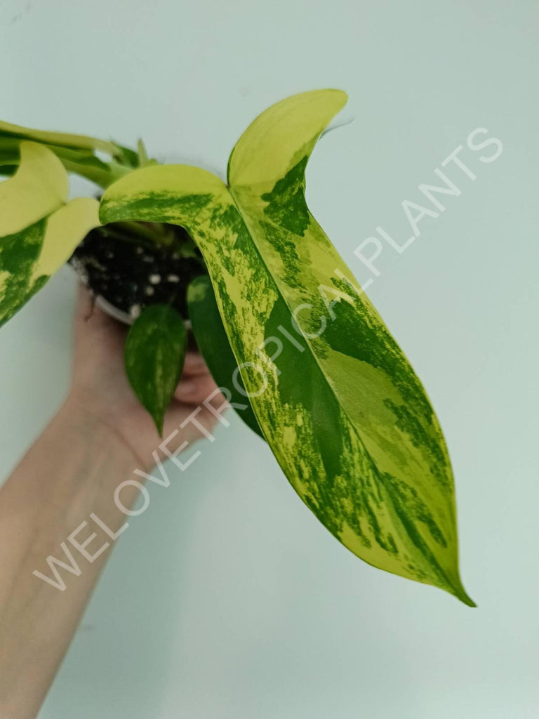 Philodendron florida beauty variegata