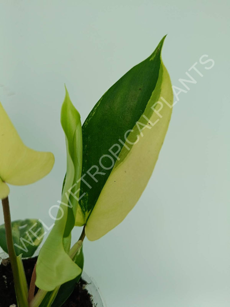 Philodendron florida beauty variegata