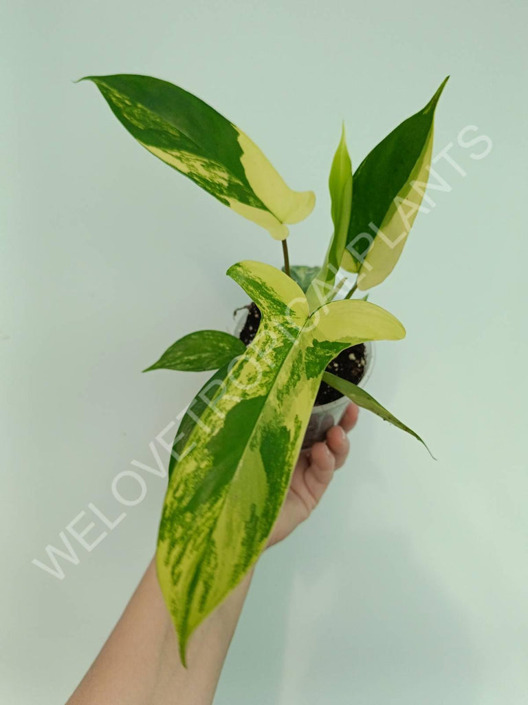 Philodendron florida beauty variegata