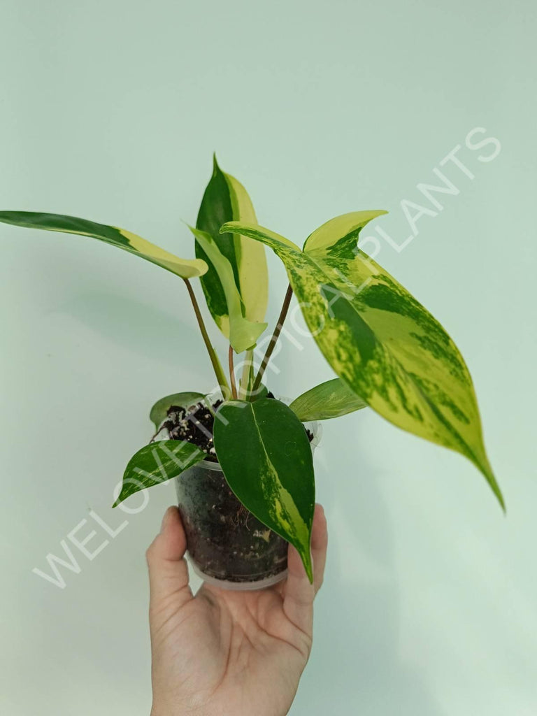 Philodendron florida beauty variegata