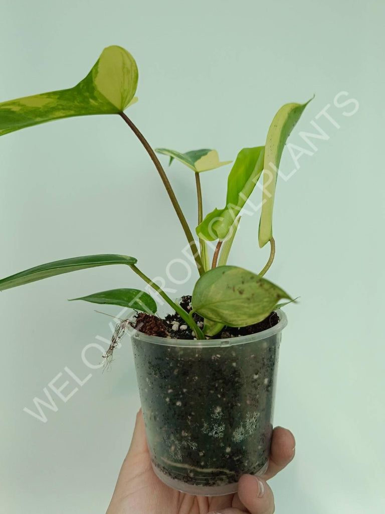 Philodendron florida beauty variegata